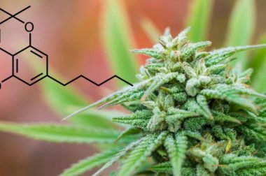 Kannabichromen CBC i potencjał medyczny