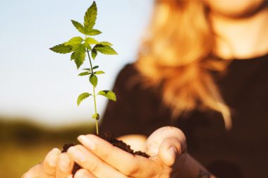 Uwaga! Niebezpieczny trend: rosnąca zawartość THC