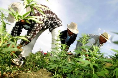 Portugalscy rolnicy – sezon konopny 2019 spisany na straty