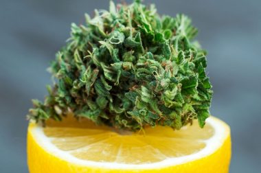 Limonen – Zrozumieć terpeny z konopi