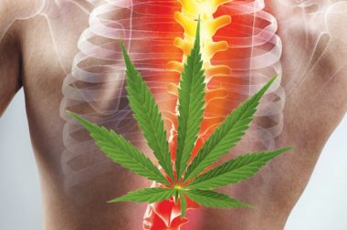 Kannabinoidy – Codzienne stosowanie w leczeniu chronicznego bólu