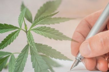 Legalizacja medycznej marihuany –  Polska -100 tys. podpisów szansą na legalizację