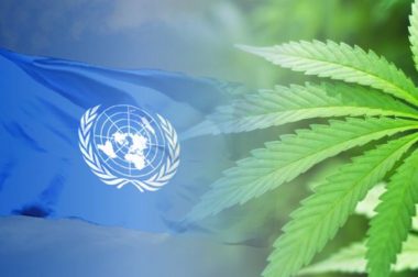 Zgodnie z decyzją ONZ marihuana nie jest niebezpieczna