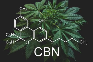 Kannabinol (CBN) i jego właściwości. Co łączy go z THC?