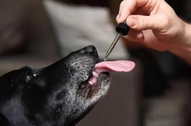 Olejek CBD dla psa – naturalna alternatywa