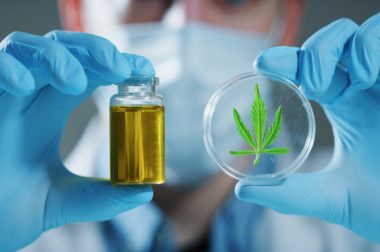 Nowa technologia bada konopie na podstawie DNA