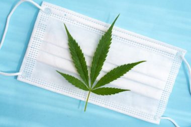 Badania sugerują, że olejek CBD może powstrzymać replikację komórek COVID-19 w płucach