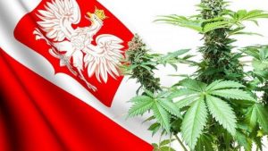 uprawy medycznej marihuany w Polsce Jarosław Sachajko
