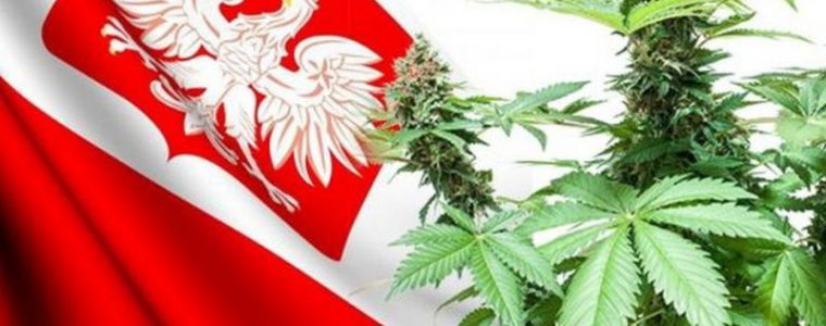 uprawy medycznej marihuany w Polsce Jarosław Sachajko