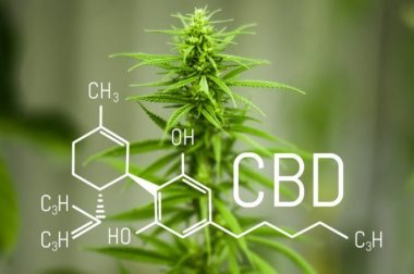 Fakty i mity na temat CBD [CZĘŚĆ 2]