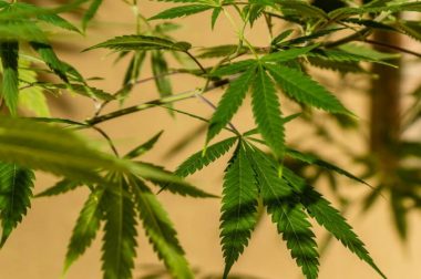 Od jak dawna uprawia się konopie?