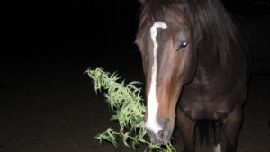 konie leczone marihuaną