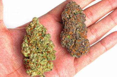 Mieszanie różnych odmian marihuany