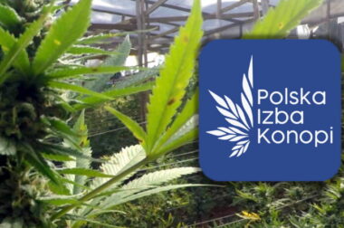 Polska Izba Konopi – dla potrzeb branży konopnej