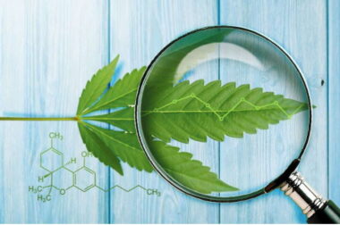 Co wykrywają testy narkotykowe? Konopie pod lupą