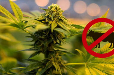 Weganizm i konopie indyjskie – wegańska marihuana