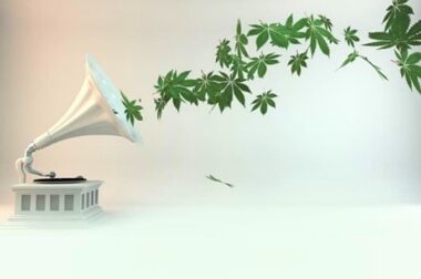 Wpływ muzyki na wzrost roślin konopi. Jakie nuty preferują?