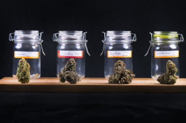 Nazwy odmian marihuany – skąd się biorą i kto je wymyśla?