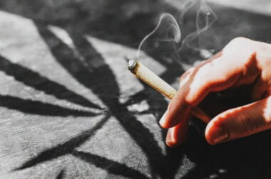 Niska tolerancja THC – jakie odmiany dla nowicjuszy?