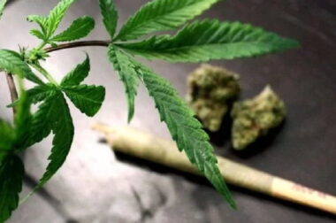 Czy marihuana odwadnia organizm?