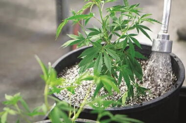Uprawa marihuany w domu (indoor) – podstawy