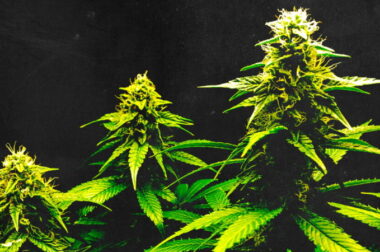 Czy współczesna marihuana jest mocniejsza niż kiedyś?