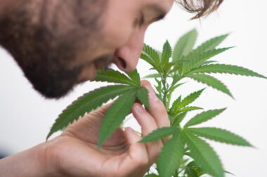 Jak usunąć zapach marihuany z ubrań?