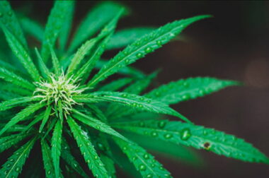 Mokra marihuana? Zamiast wyrzucać – wysusz!