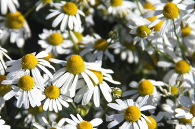 Palenie rumianku – korzyści dla zdrowia, czy ryzyko?