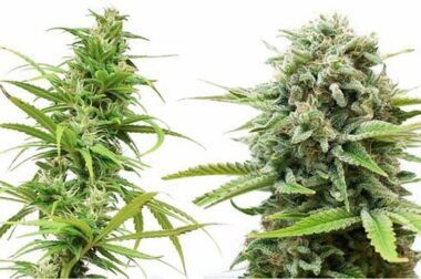 Odmiany Indica i Sativa – czym się różnią i jak działają?