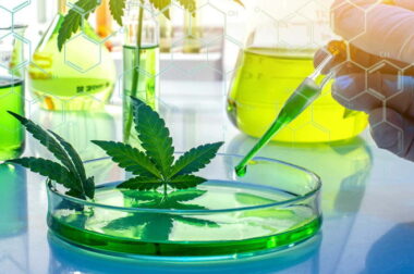 Zastosowanie konopi – spis chorób i badań naukowych