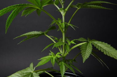 Czy żucie łodyg marihuany powoduje haj?