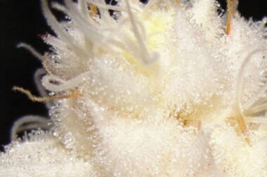 Marihuana albinos – roślina rzadka, ale nie niespotykana