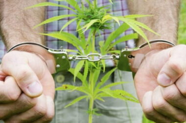 Marihuana w domu 39-latka. A może jednak…majeran?