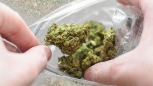 cannabis shake