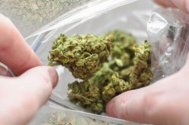 Cannabis shake – czym jest i jak go wykorzystać?