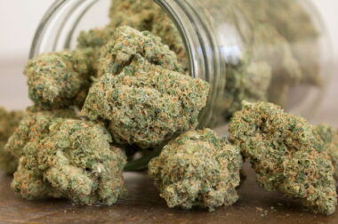 Jak wybrać idealną odmianę marihuany?