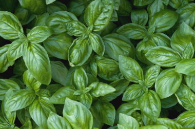 Palenie suszonej bazylii – sposób na intensywny haj?