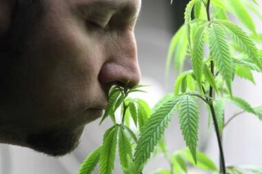Jak to jest być na haju? – etapy działania marihuany