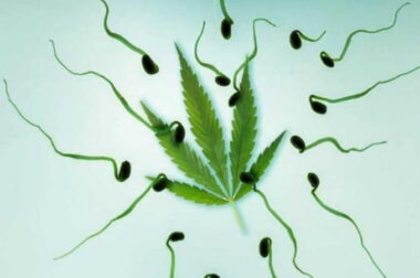 Wpływ palenia marihuany na płodność mężczyzn