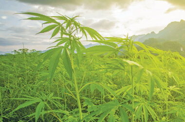 Gdzie marihuana rośnie naturalnie?