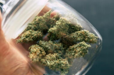 Zepsuta marihuana – po czym ją rozpoznać?