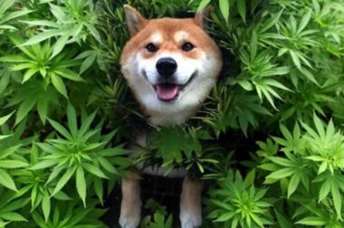 Co zrobić jeśli pies zje marihuanę?