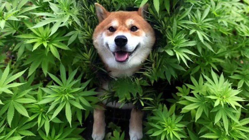 psy wykrywające marihuanę