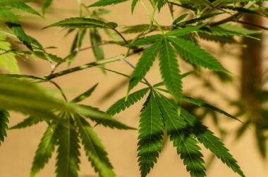 Liść marihuany – od malowideł w jaskiniach po hip-hop