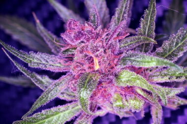 Dlaczego konopie stają się fioletowe?