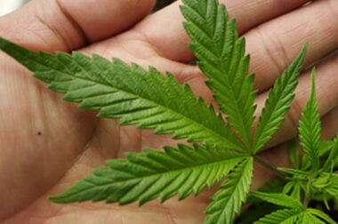 Marihuana w Katarze – czy palenie zioła jest tam legalne?