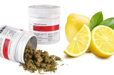 Lemon Skunk – medyczna marihuana Red No 2