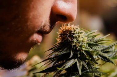 Konopny sommelier poszukiwany – oferta pracy