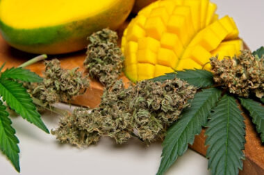 Odmiana Mango – medyczna marihuana od S-Lab (II)